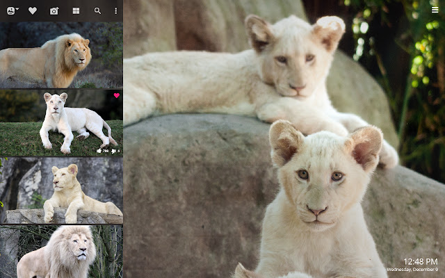 White Lion HD Wallpapers New Tab Theme chrome谷歌浏览器插件_扩展第2张截图