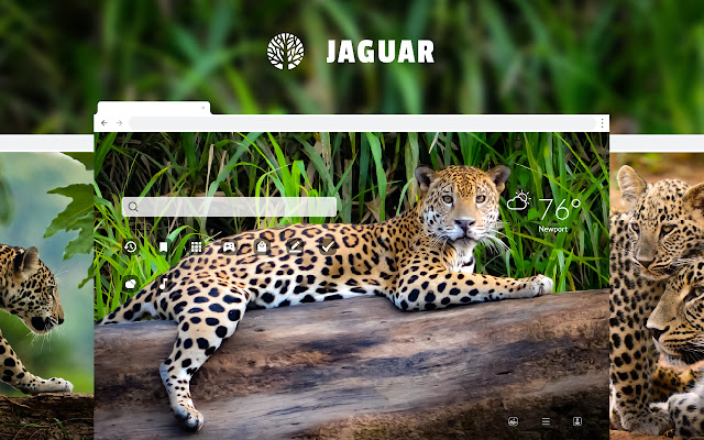 Jaguar Wild Cat HD Wallpapers New Tab chrome谷歌浏览器插件_扩展第1张截图