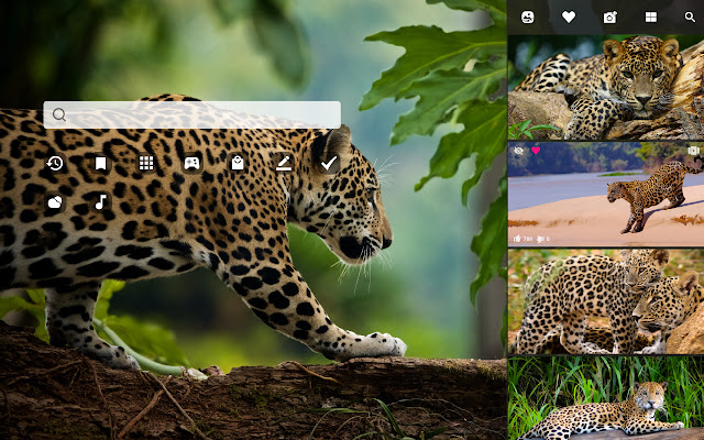Jaguar Wild Cat HD Wallpapers New Tab chrome谷歌浏览器插件_扩展第2张截图