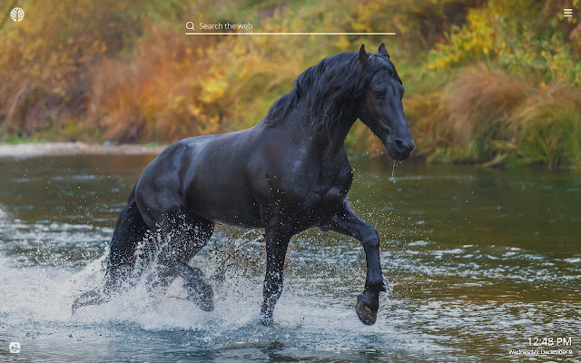 Black Horses HD Wallpapers New Tab Theme chrome谷歌浏览器插件_扩展第4张截图