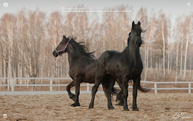 Black Horses HD Wallpapers New Tab Theme chrome谷歌浏览器插件_扩展第5张截图