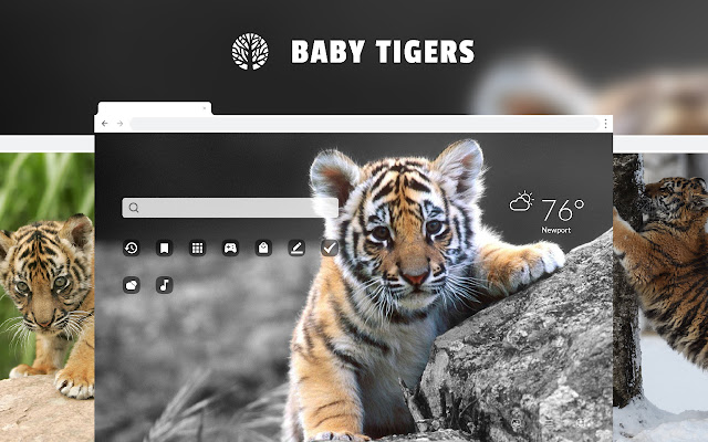 Baby Tigers Big Cat & Cub  HD Wallpapers chrome谷歌浏览器插件_扩展第1张截图