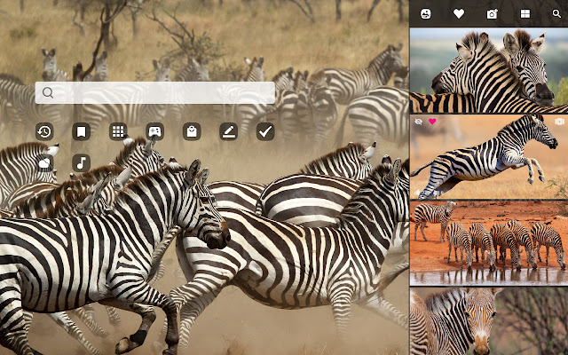 Zebra HD Wallpaper New Tab Theme chrome谷歌浏览器插件_扩展第2张截图