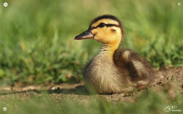 My Baby Ducks HD Wallpapers New Tab chrome谷歌浏览器插件_扩展第1张截图