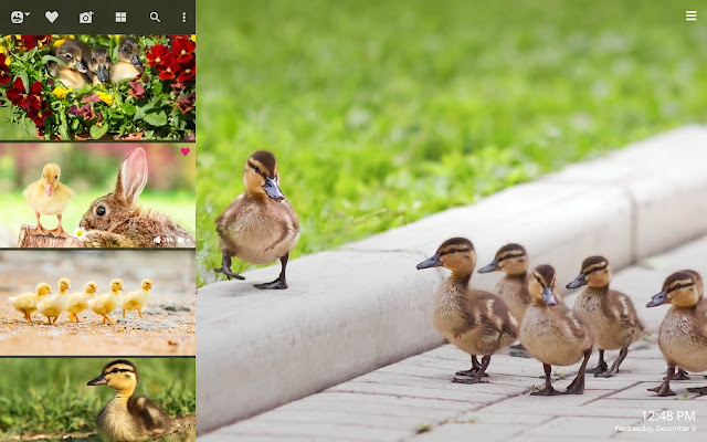 My Baby Ducks HD Wallpapers New Tab chrome谷歌浏览器插件_扩展第2张截图