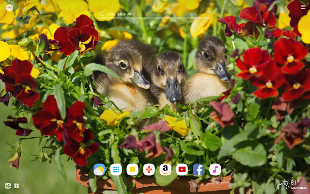My Baby Ducks HD Wallpapers New Tab chrome谷歌浏览器插件_扩展第3张截图