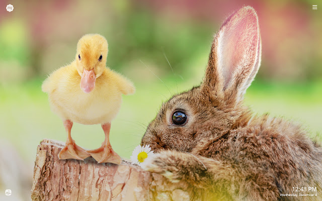 My Baby Ducks HD Wallpapers New Tab chrome谷歌浏览器插件_扩展第4张截图