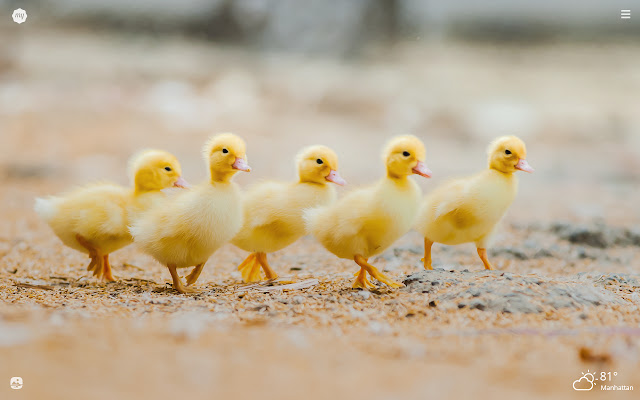 My Baby Ducks HD Wallpapers New Tab chrome谷歌浏览器插件_扩展第5张截图