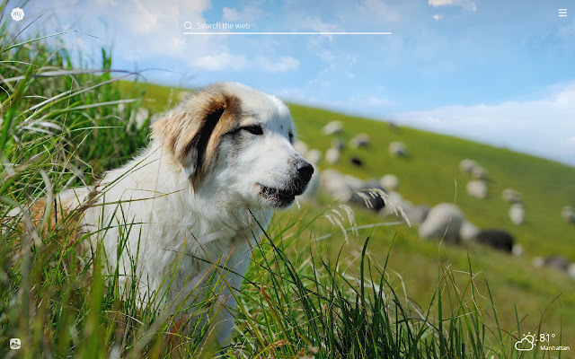 My Sheep Dog - Cute Puppy & Dog Wallpapers chrome谷歌浏览器插件_扩展第1张截图