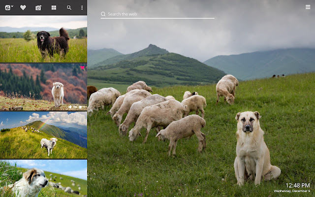 My Sheep Dog - Cute Puppy & Dog Wallpapers chrome谷歌浏览器插件_扩展第2张截图
