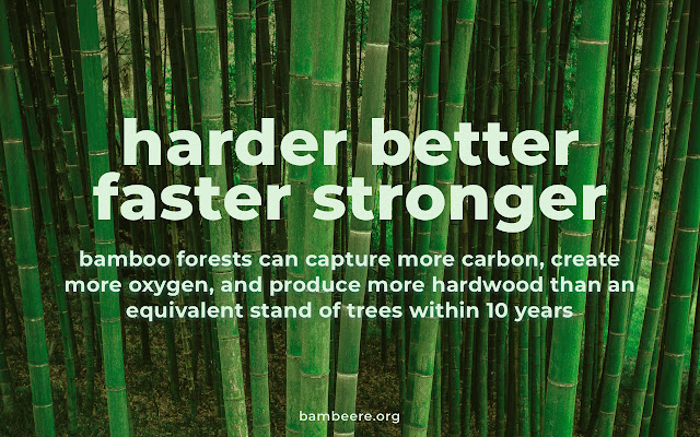 Bambeere — The browser tab that plants bamboo chrome谷歌浏览器插件_扩展第3张截图