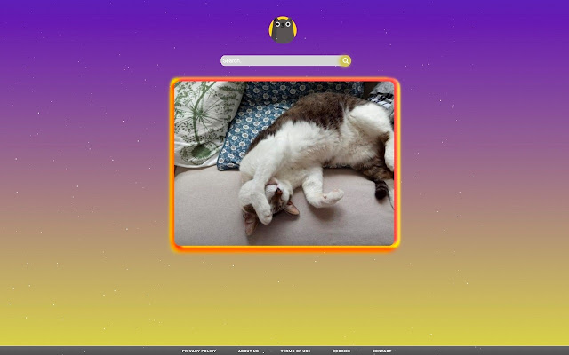 Cats fanpage chrome谷歌浏览器插件_扩展第1张截图