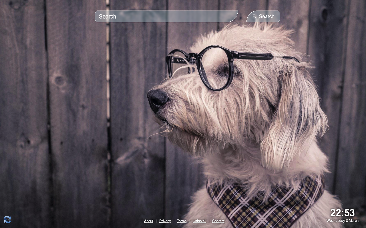 Cute Dogs Wallpaper chrome谷歌浏览器插件_扩展第1张截图