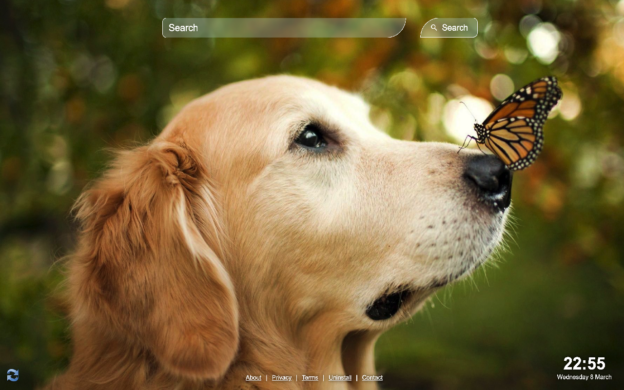 Cute Dogs Wallpaper chrome谷歌浏览器插件_扩展第2张截图