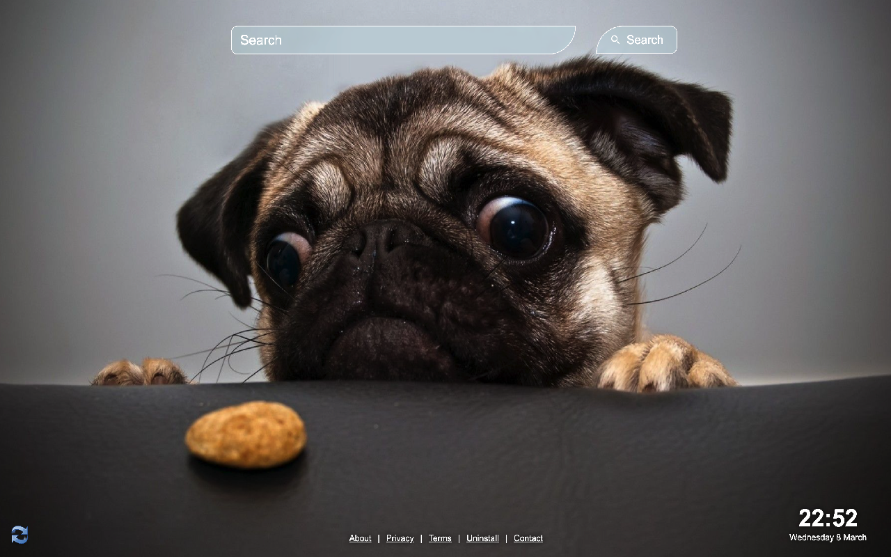 Cute Dogs Wallpaper chrome谷歌浏览器插件_扩展第3张截图