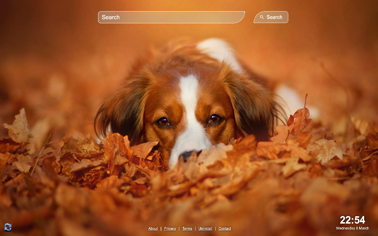 Cute Dogs Wallpaper chrome谷歌浏览器插件_扩展第4张截图