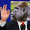Trumps Out For Harambe