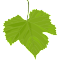 Vine Leaves