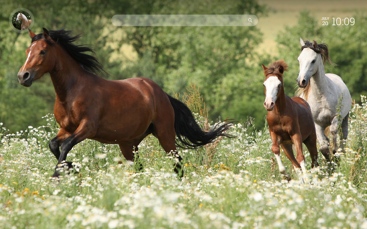 Horse Wallpaper New Tab with Facts chrome谷歌浏览器插件_扩展第2张截图