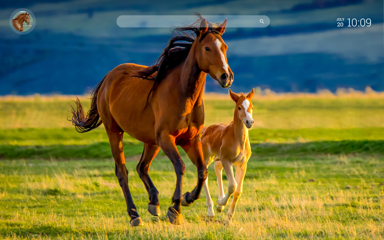 Horse Wallpaper New Tab with Facts chrome谷歌浏览器插件_扩展第3张截图