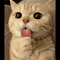 Cat gifs Wallpaper