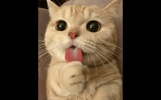 Cat gifs Wallpaper chrome谷歌浏览器插件_扩展第1张截图