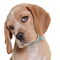 random dog