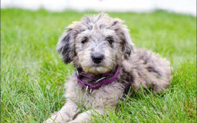 random dog chrome谷歌浏览器插件_扩展第2张截图