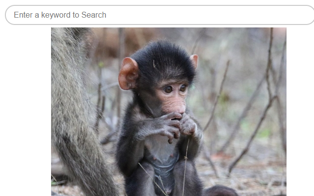 FavTab's Best Monkeys - Baboons chrome谷歌浏览器插件_扩展第1张截图