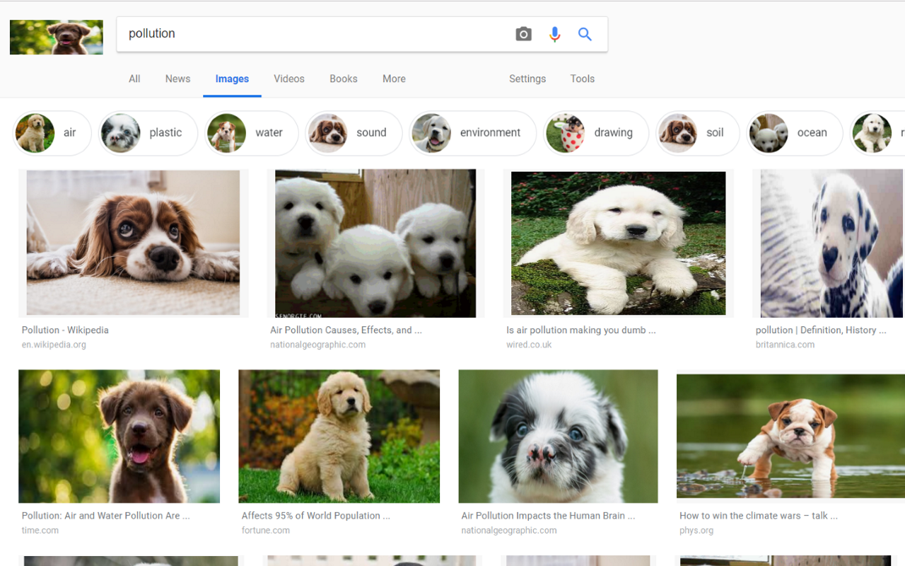 Kitten Around! chrome谷歌浏览器插件_扩展第1张截图