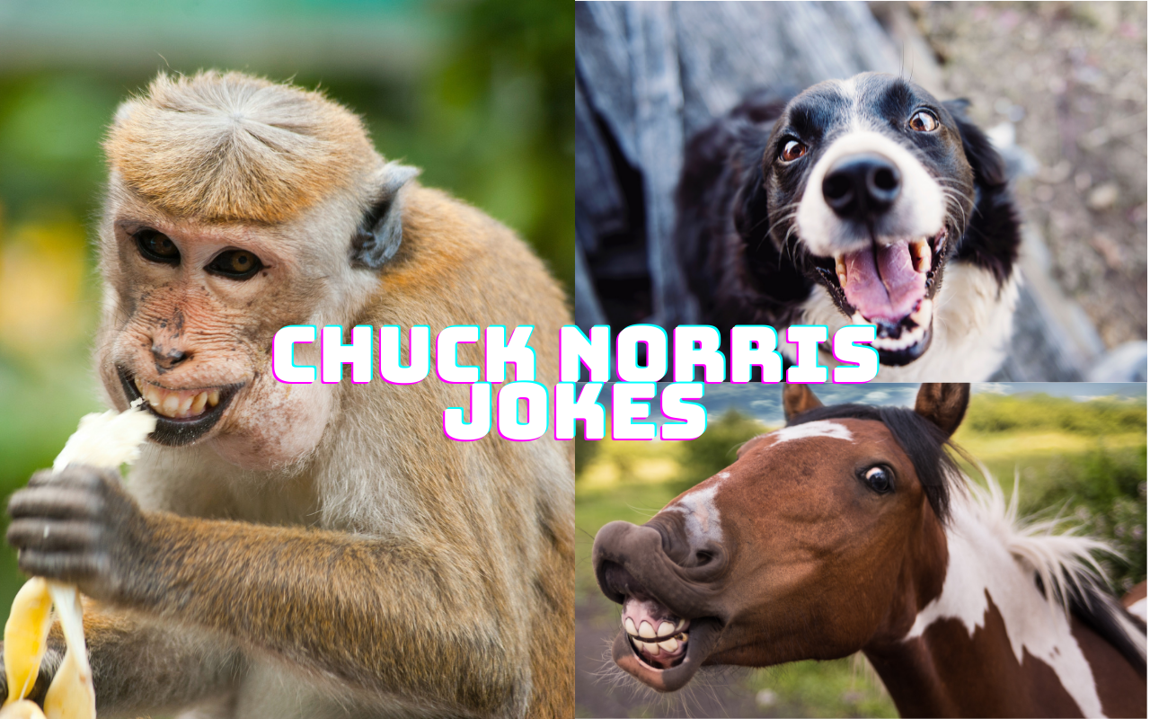 Chuck Norris Jokes chrome谷歌浏览器插件_扩展第1张截图