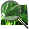 Image Pop Up Zoom
