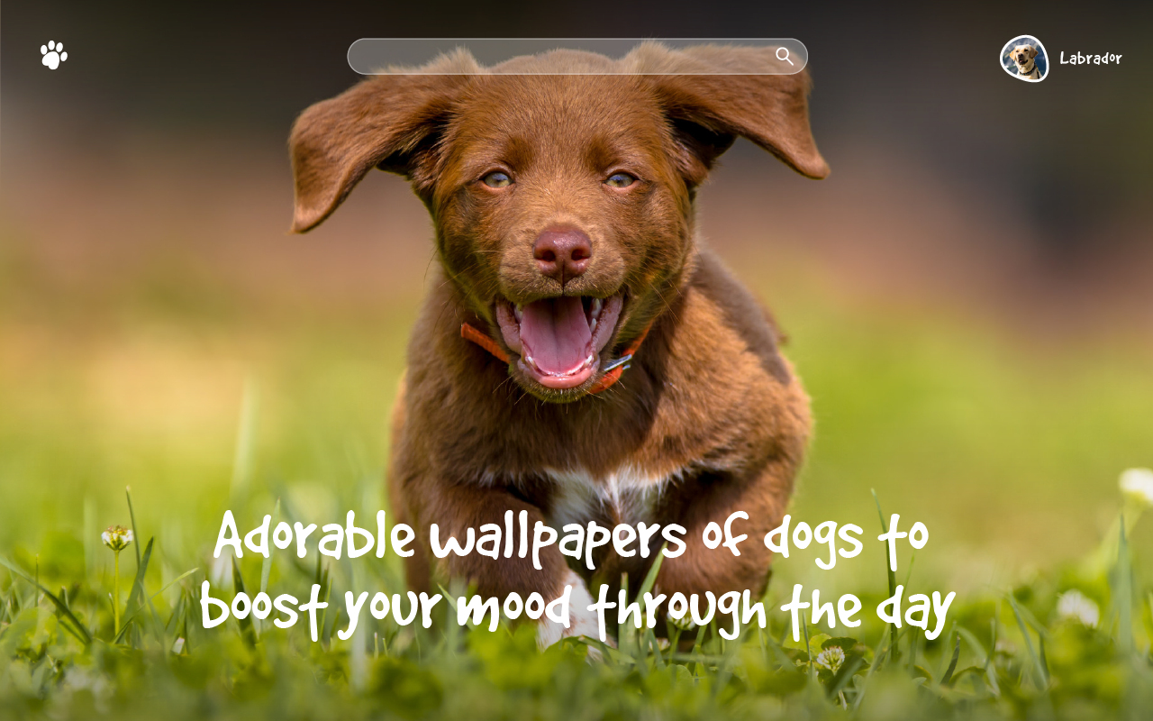 Wallpaper Dogs & Puppies New Tab chrome谷歌浏览器插件_扩展第3张截图