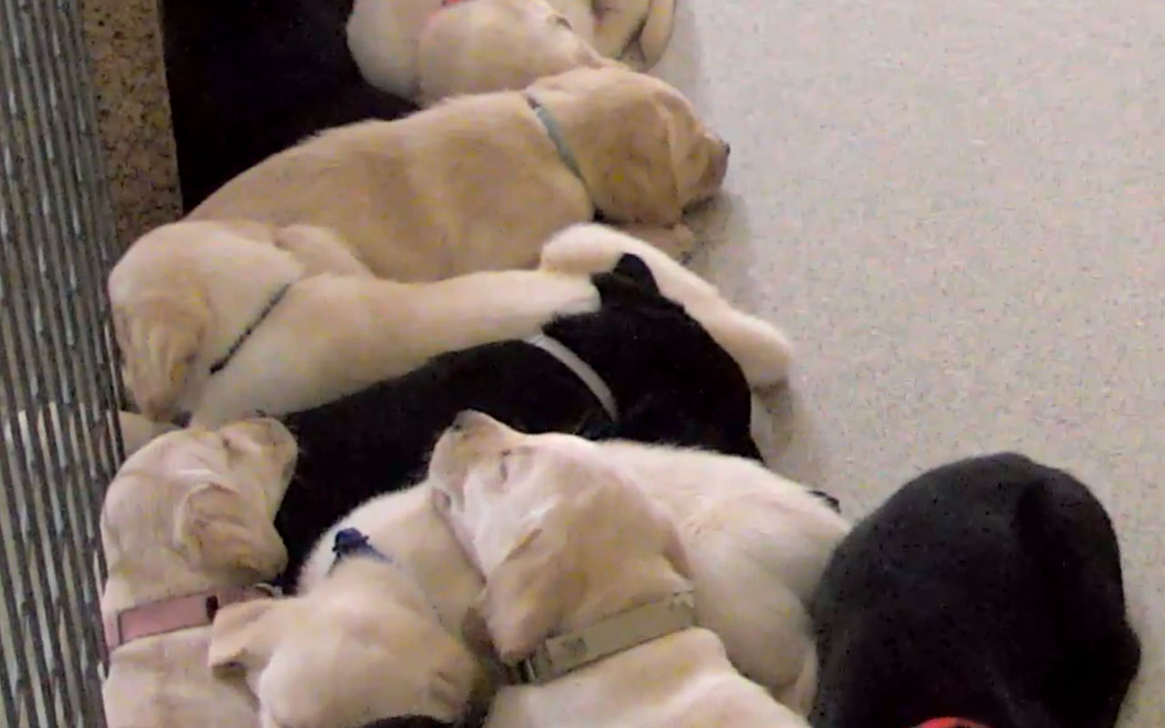 Puppy Tab chrome谷歌浏览器插件_扩展第1张截图