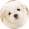 Cute Dogs & Puppies Wallpaper LOGO 图标