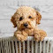 Dog Cuties