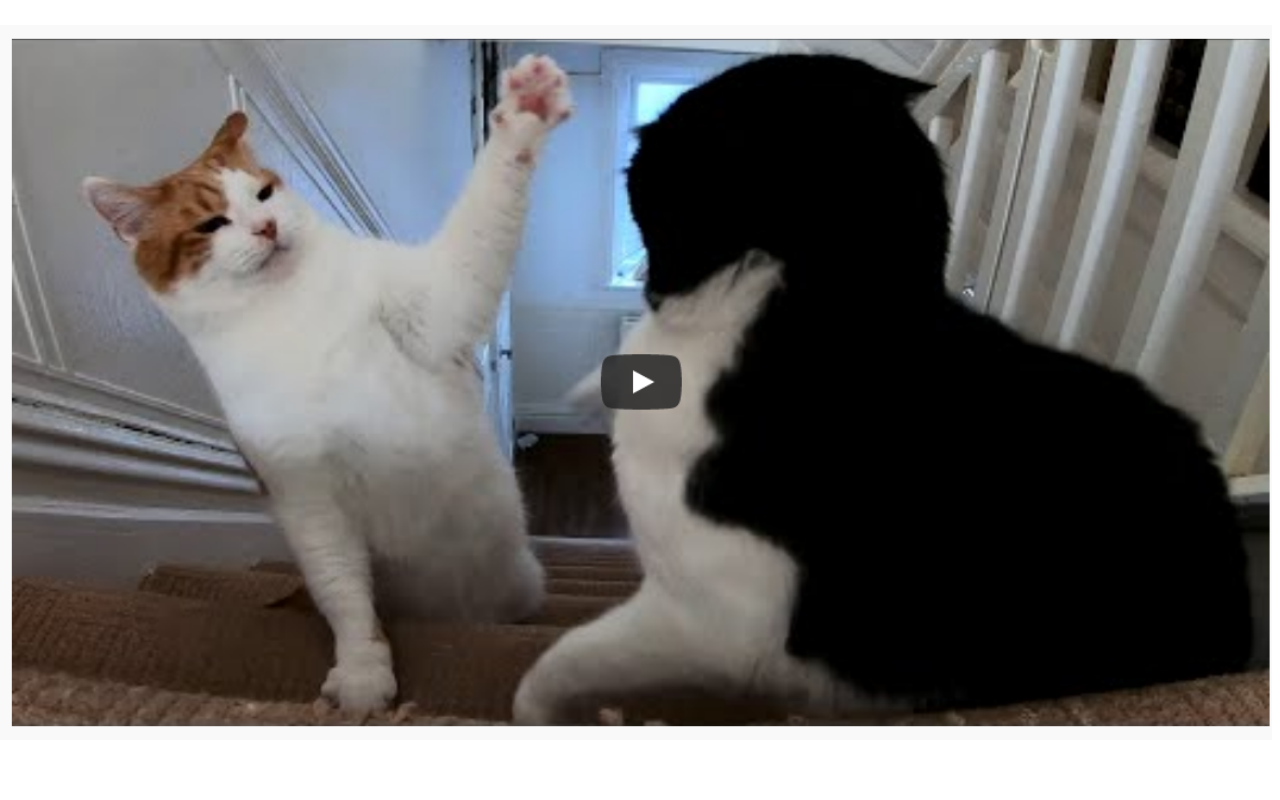 Youtube Autostop chrome谷歌浏览器插件_扩展第1张截图