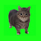 Oiiaoiia Cat Live Wallpaper