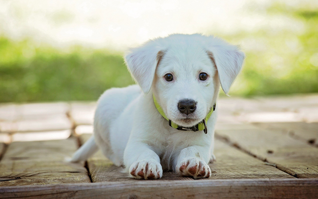 Cute Animals Wallpaper chrome谷歌浏览器插件_扩展第2张截图