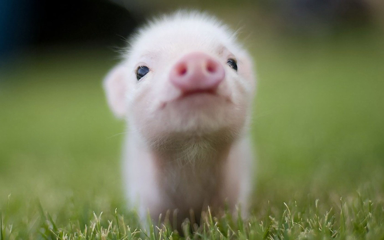 Cute Animals Wallpaper chrome谷歌浏览器插件_扩展第4张截图