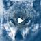Cold Wolf Live Wallpaper