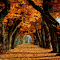 Fall - Autumn Wallpaper