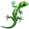 Gecko