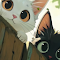 Curious Cats Live Wallpaper