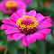Pink Flower HD Wallpaper New Tab