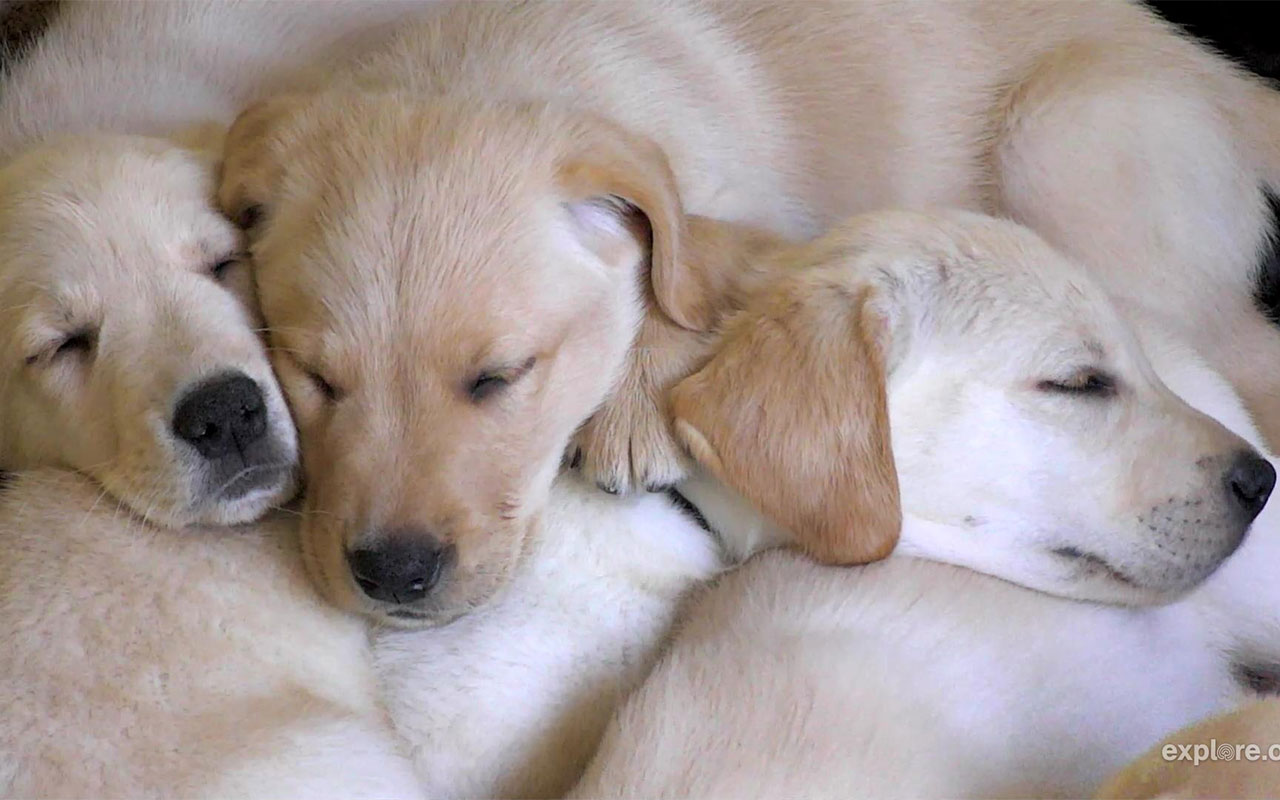 Puppy Tab - 截图 2