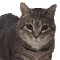 oiia cat