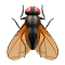 Fly on the Screen