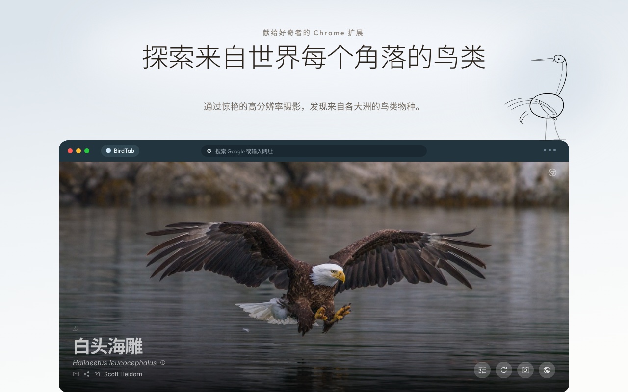 BirdTab - 鸟类壁纸与自然音效的新标签页 - 截图 2