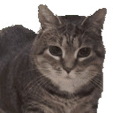 oiia cat